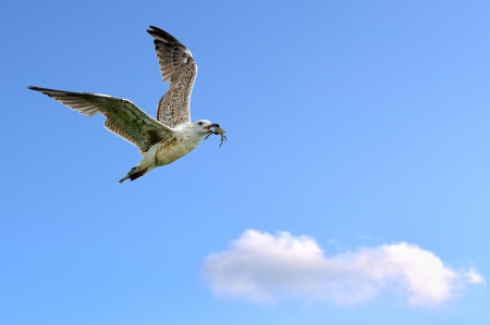 Seagull in flight with crab in its beakの写真素材