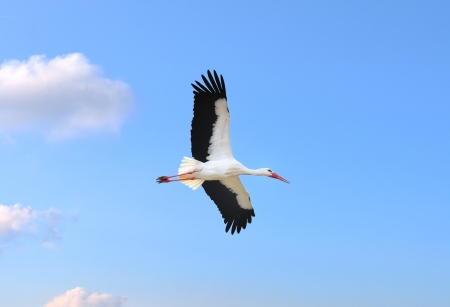 Stork in flight on a blue sky の写真素材