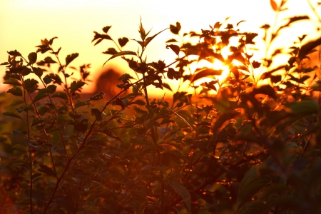 Shrubs in the sunsetの写真素材