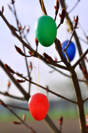 Easter eggs as tree ornamentsの写真素材