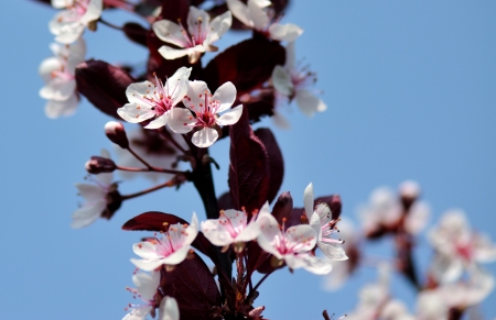 Cherry Blossoms in early springの写真素材