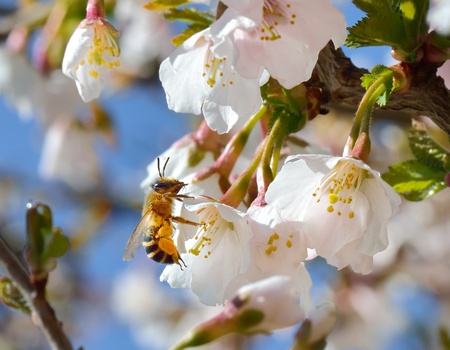 A bee in front of a cherry blossomの写真素材