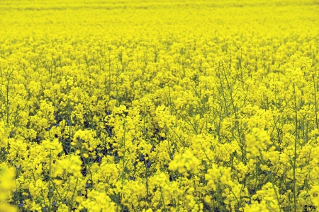 Rape field in bloomの写真素材