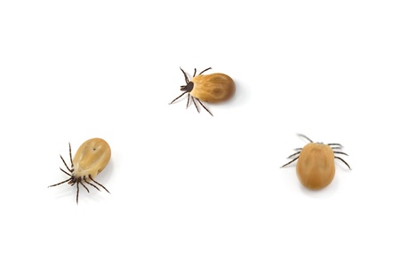 A slightly engorged tick shortly after removalの写真素材