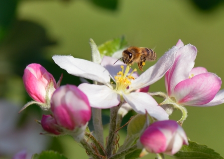 Busy bee hovers over an apple blossomの写真素材