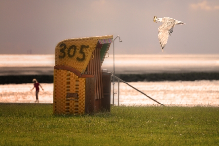 A seagull flies past a beach chair on the North Sea の写真素材