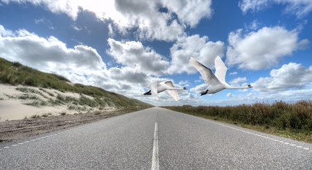 Two mute swans fly over an endless road to the dunes の写真素材