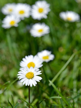 Details of a meadow. Daisies and grass.の写真素材