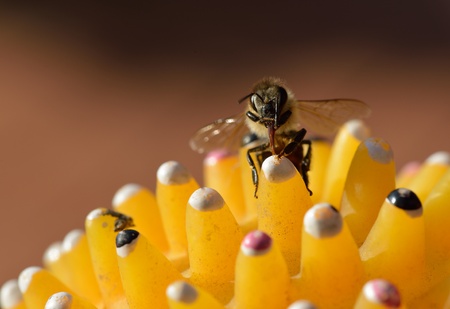 A honey bee stretched out his trunk.の写真素材