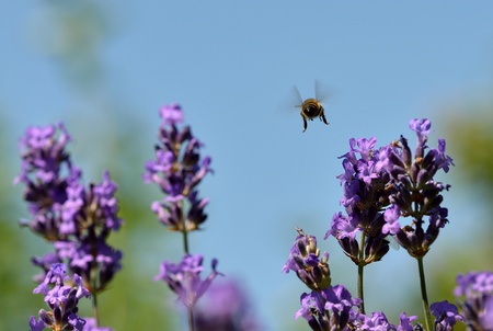 A bee flies through the lavender flowersの写真素材
