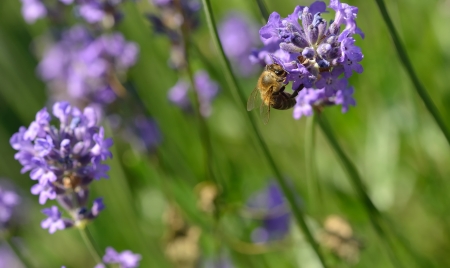 A honeybee at work on a lavender flowerの写真素材