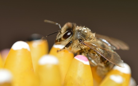 A close-up of a honeybeeの写真素材