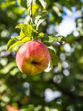 Ripe apple on the treeの写真素材