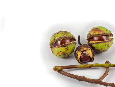 Chestnuts and branches form a faceの写真素材