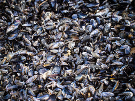 A pile of musselsの写真素材
