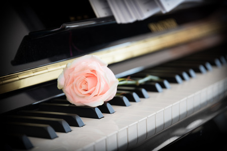 Pale pink rose on the pianoの写真素材