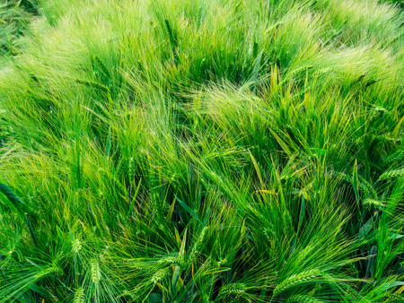 Green barley awns in Juneの写真素材