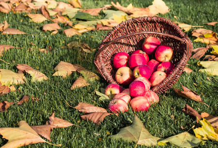 Wicker basket with red apples on a lawn with autumn leaves.の写真素材