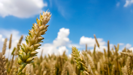Wheat field in summerの写真素材