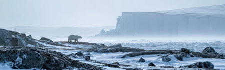Panoramic view of a polar bear walking in the snow, Icelandの素材