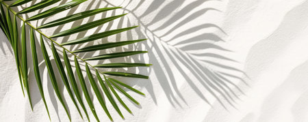 Palm leaf shadow on white wall background. Tropical summer concept.の素材