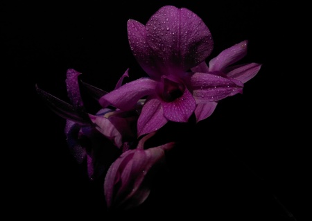 Purple Orchid Flower Isolated on black Backgroundの写真素材