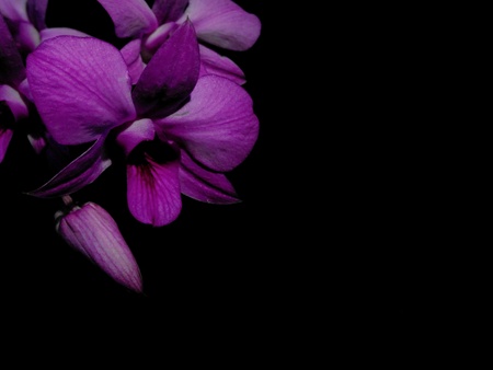 Purple Orchid Flower Isolated on black Backgroundの写真素材
