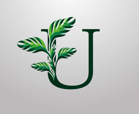 Letter U monstera green plant icon, tropical leaves decorative logoのイラスト素材