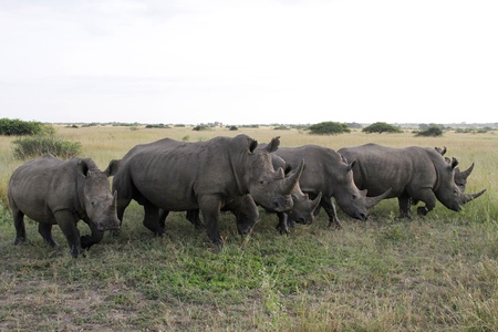 White Rhinocerus herdの写真素材