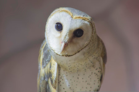 Close up of a barn owl (Tyto alba) in a cageの写真素材