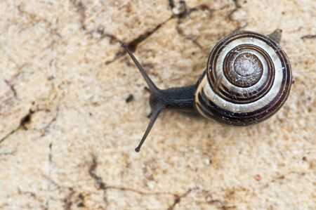 snail with shell on wood - symbol for home, slowlyness, transportation and natureの写真素材
