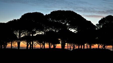mediterranean stone pines in dawn の写真素材