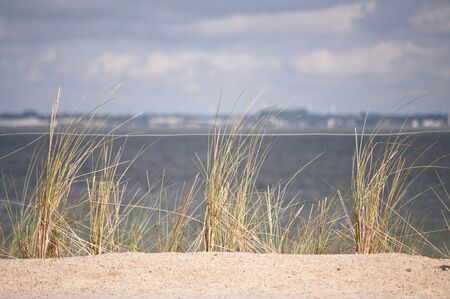 baltic marram grass on a dune - detailの写真素材