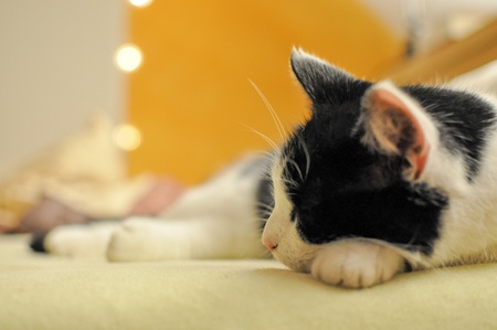 sleeping cat on bedの写真素材