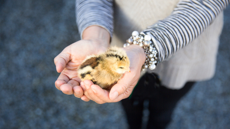 Cute little chick held by female human in palms of hands in close up. California on an organic farm.