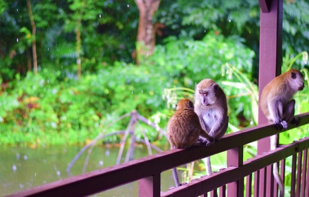 Three Monkeys In The Rainの写真素材