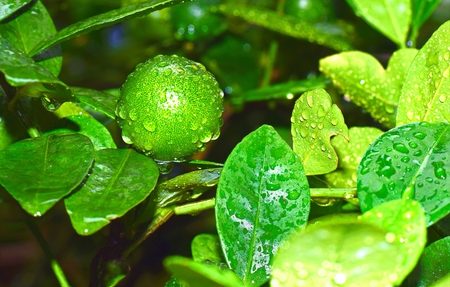 Lime Tree After Rain