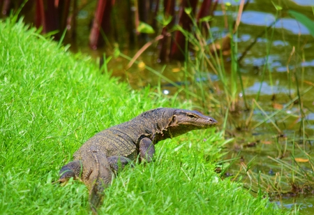 Monitor Lizard Heading For Water