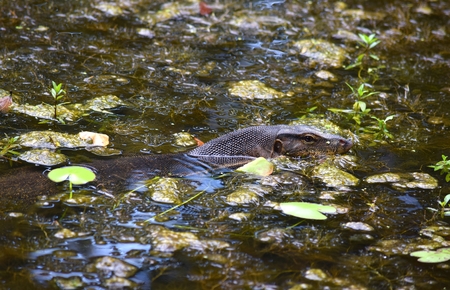 Monitor Lizard Hiding In Waterの写真素材