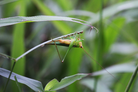 Grasshoperの写真素材