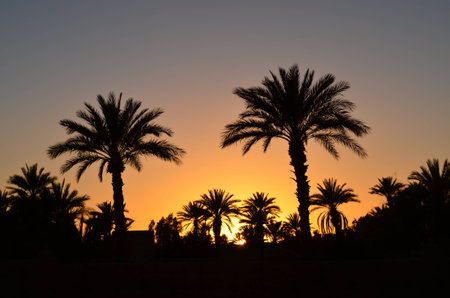 palm dates desert oasis sunset