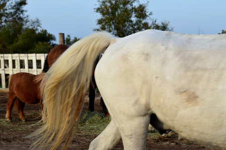 free animal farm grass horse horse riding white horse pony horses free riding white horse pony horse eats racehorseの写真素材