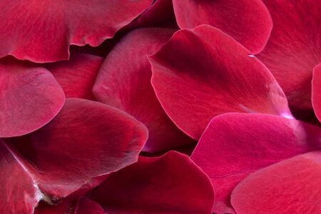 background of red and purple rose petals with a velvet surfaceの写真素材