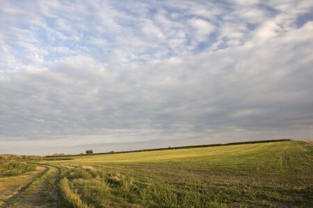 farm road, harvested alfalfa field, tall corn at horizon under cloudy sky in northeastern Colorado - late summer farmland sceneryの写真素材