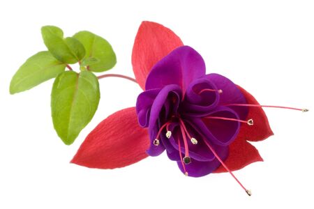 macro shot of deep purple fuchsia flower (hanging dark eyes variety) with green leaves, isolated on whiteの写真素材