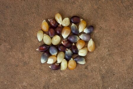multicolor kernels of indian corn on a red sandstone backgroundの写真素材