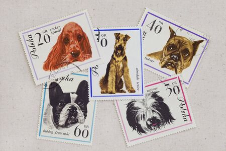 variety of dogs (cocker spaniel, French bulldog, boxer, airedale terrier, Polish lowland shepherd)...
