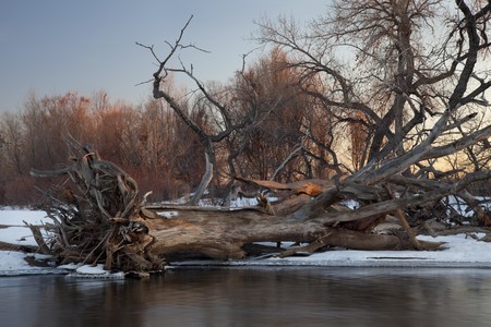 fallen cottonwood tree and driftwood - typical winter scenery on South Platte River in eastern Coloradoの写真素材