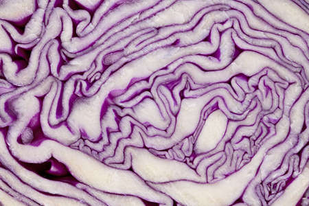 leaf patterns in red cabbage cross section