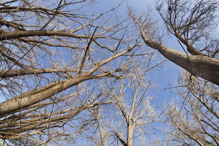 winter trees and sky from fish eye lens perspectiveの写真素材